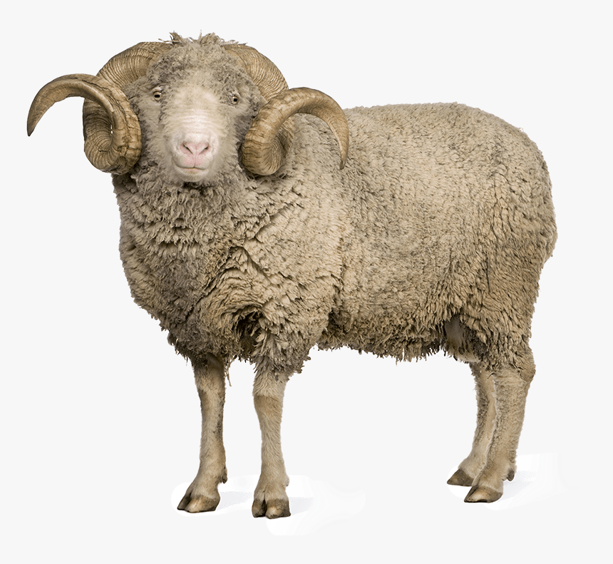 Sheep Png Images - Transparent Image Of Sheep, Png Download, Free Download