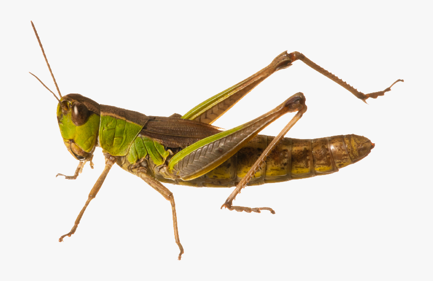 Grasshopper Png, Transparent Png, Free Download