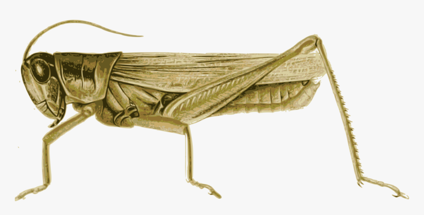 Transparent Locust Png - Locust Clipart, Png Download, Free Download