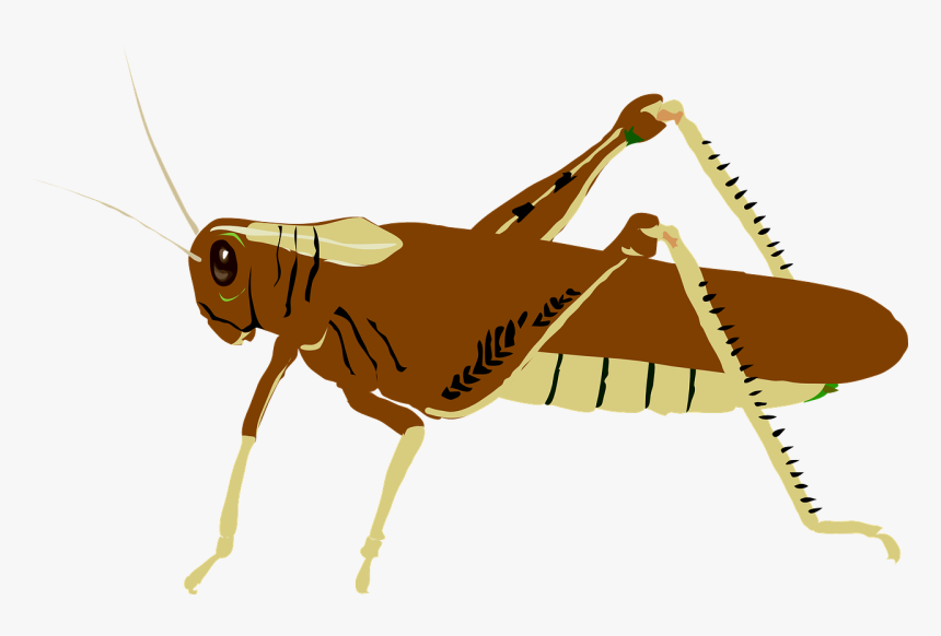 Grasshopper Clip Art, HD Png Download, Free Download
