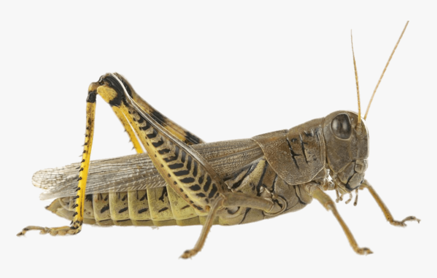 Cricket Insect Png, Transparent Png, Free Download