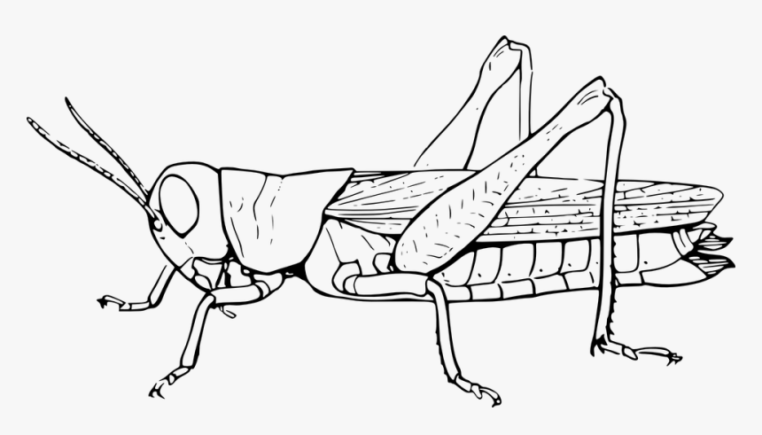 Grasshopper, Locust, Hopper, Animal, Insect, Nature - Grasshopper Black And White, HD Png Download, Free Download