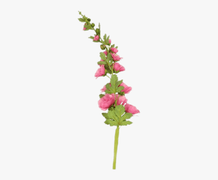 Pink Hollyhock Stem - Flowers On Stem Png, Transparent Png, Free Download