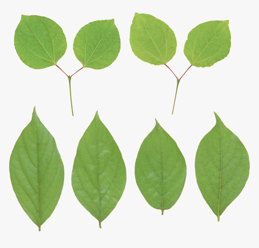 Green Leaf Png - Portable Network Graphics, Transparent Png, Free Download