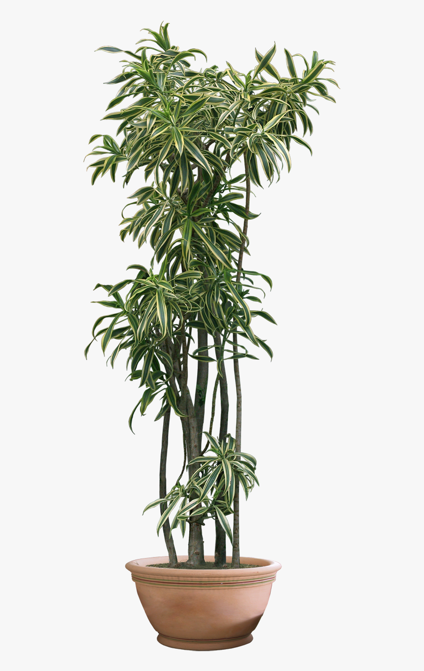 Plant Png Clipart - Transparent Indoor Plant Png, Png Download, Free Download