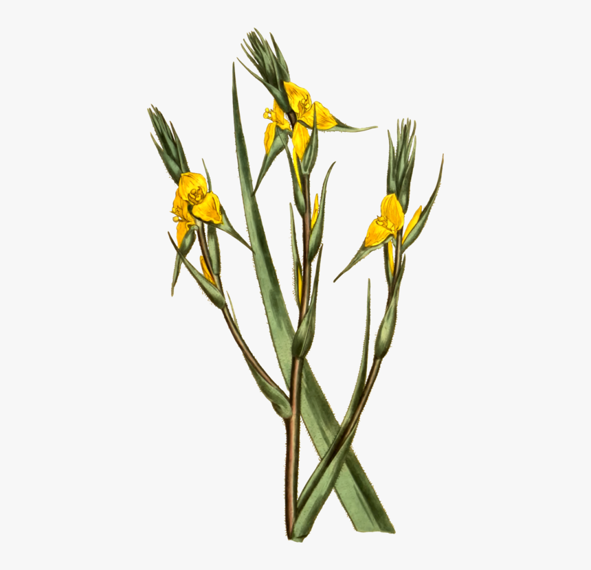 Transparent Flower With Stem Png - Philydraceae, Png Download, Free Download