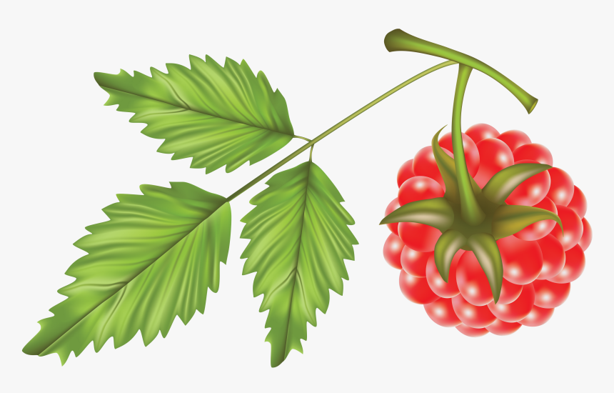 Raspberry Vector Png, Transparent Png, Free Download