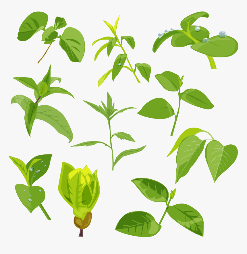 Green Leaves Picture Png, Transparent Png, Free Download