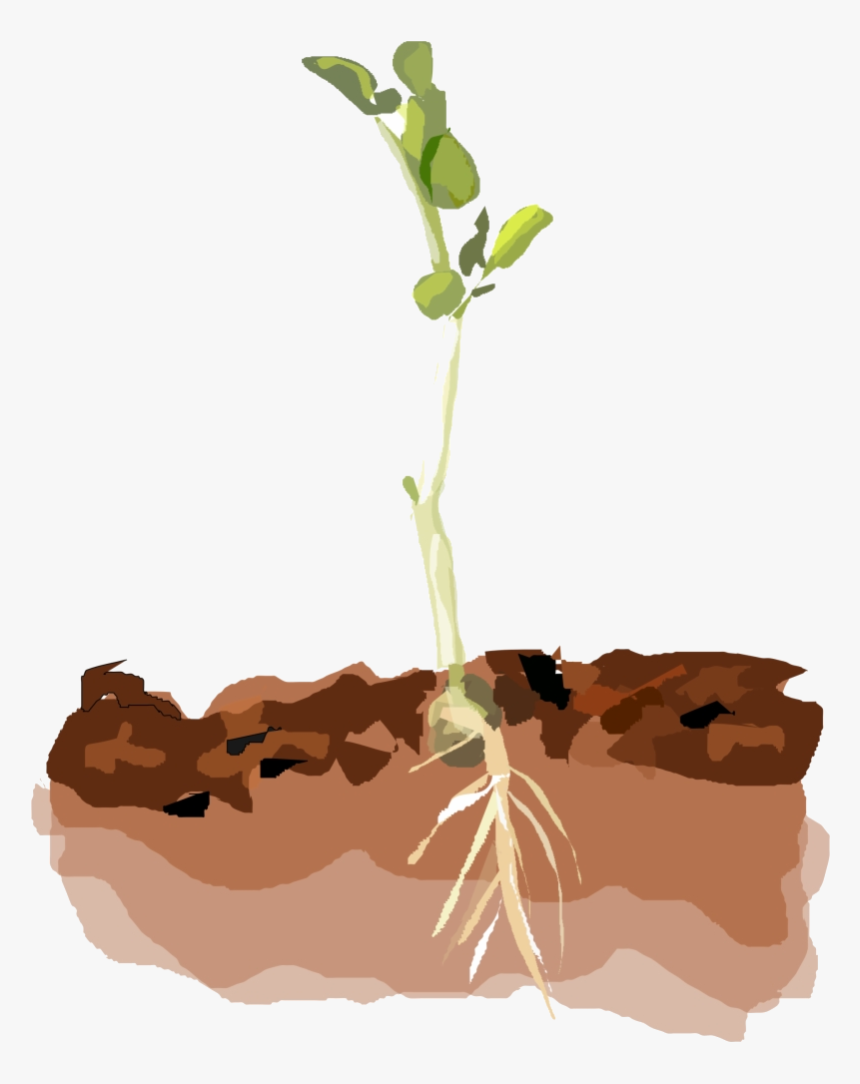 Soil Clipart Small Plant Sprouting Clip Art Transparent - Plants In Soil Clipart, HD Png Download, Free Download