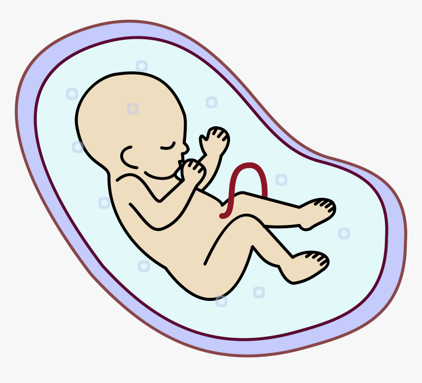 Transparent Baby Clipart - Embryo Clipart, HD Png Download, Free Download
