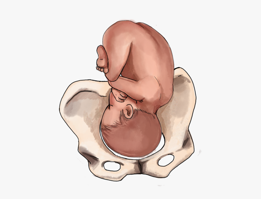 Vertex Baby Position - Baby Fetal Position, HD Png Download, Free Download