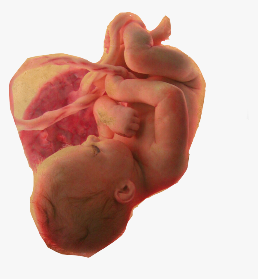 #baby #womb #lifeisbeautiful #pregnant - Baby In Womb Png, Transparent Png, Free Download