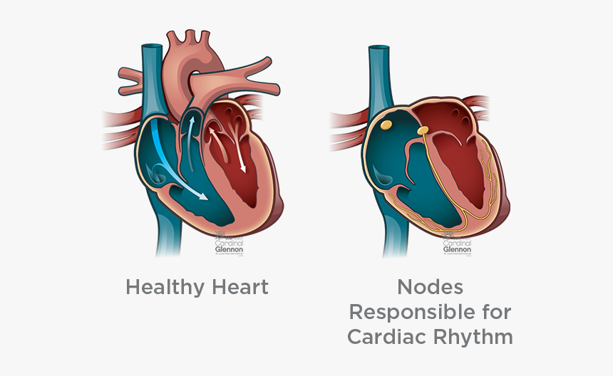 Nodes Responsible For Cardiac - Children’s Healthcare Of Atlanta, HD Png Download, Free Download