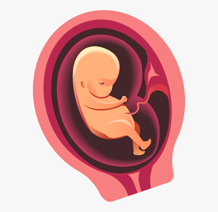 Three Months - Foetal Evolution, HD Png Download, Free Download