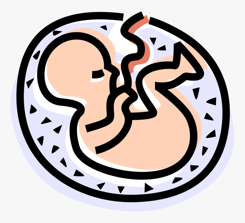 Vector Illustration Of Fetus Prenatal Human Between - Circle, HD Png Download, Free Download