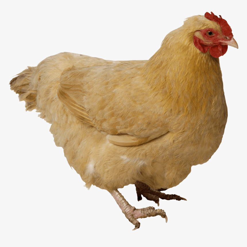 Chicken Brown - Chicken Transparent Png, Png Download, Free Download