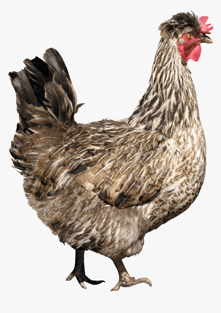 Chicken Png Photos - Chicken Png, Transparent Png, Free Download