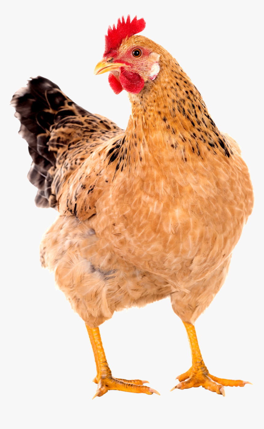 Hen Png Images - Hen Png, Transparent Png, Free Download