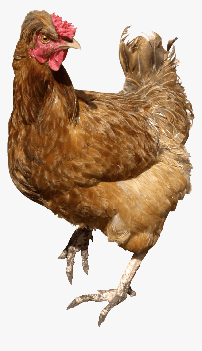 Chicken Brown Walking - Chicken Png, Transparent Png, Free Download