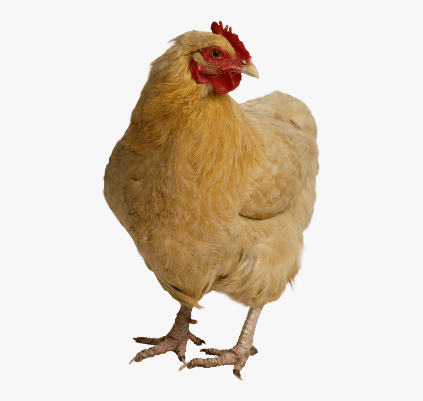 Chicken Transparent Image Chicken Graphic Transparent - Funny Math Logic, HD Png Download, Free Download