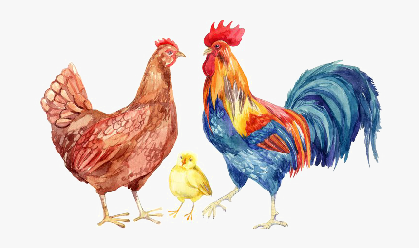 Hen - Hen And Rooster Difference, HD Png Download, Free Download