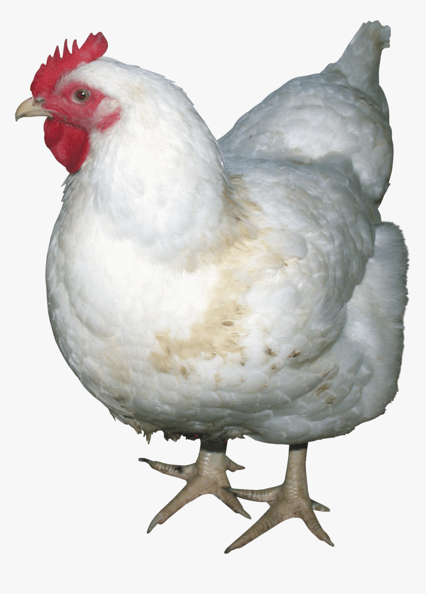 White Chicken Png Image - Chicken Png, Transparent Png, Free Download