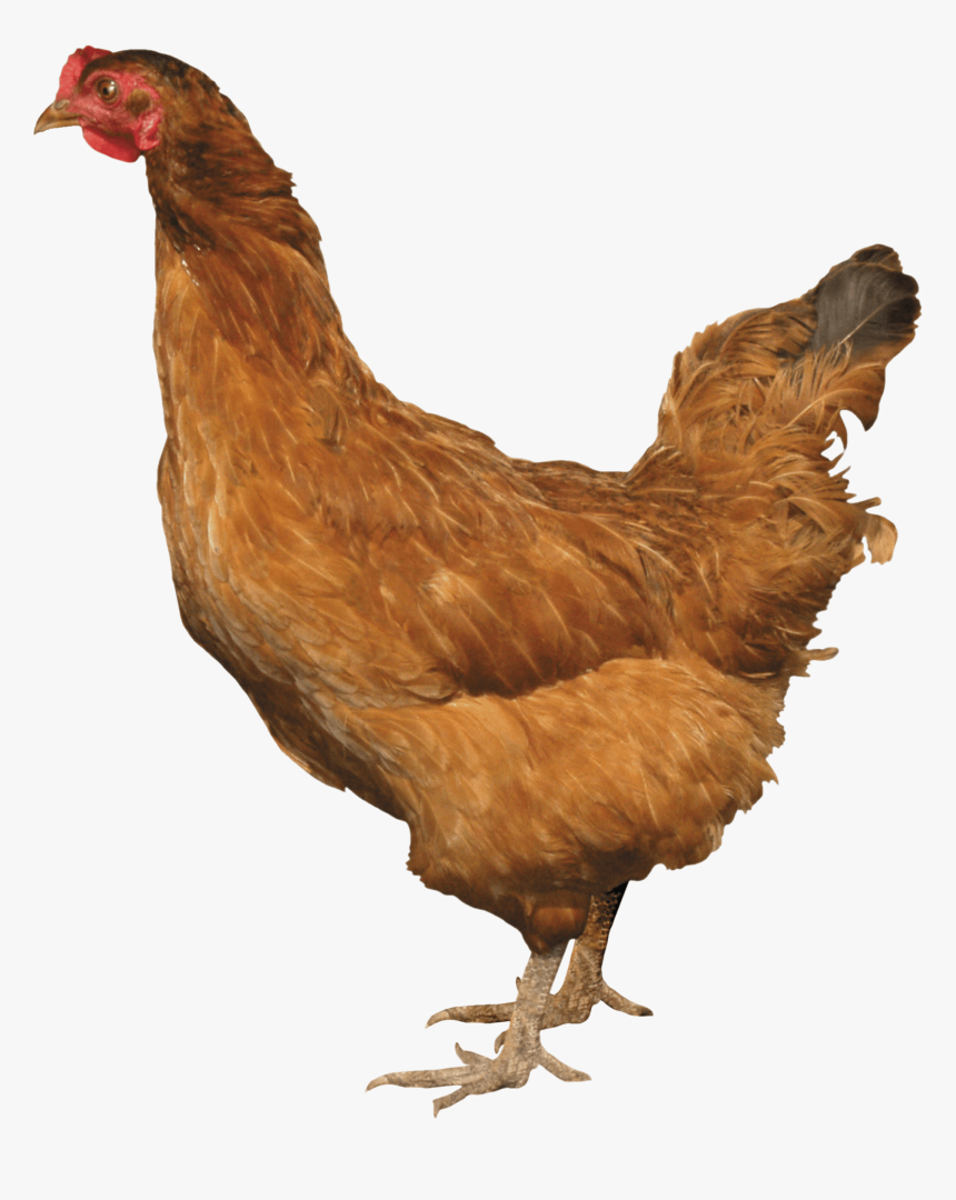 Chicken Png, Transparent Png, Free Download