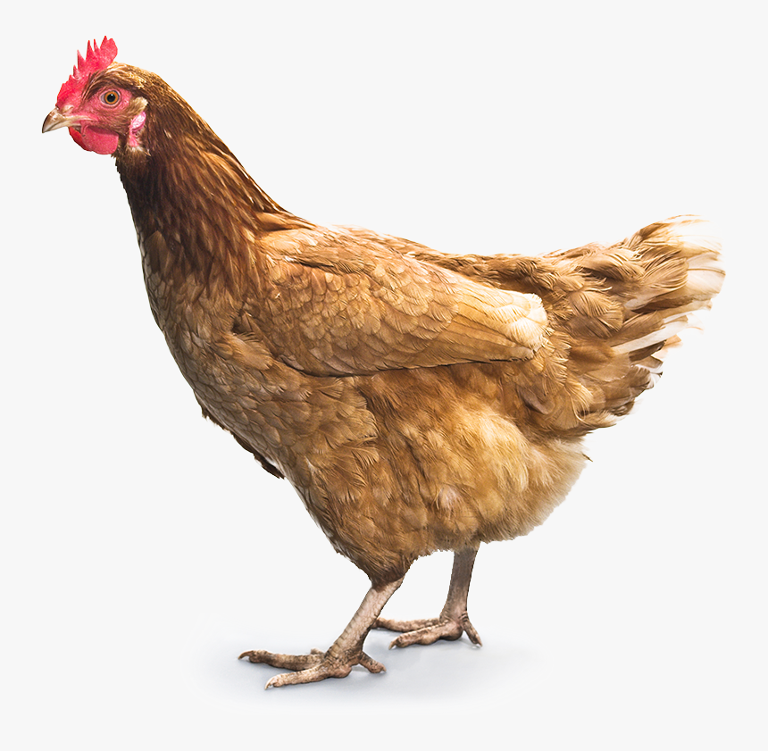 Chickens Png - Chicken Png, Transparent Png, Free Download