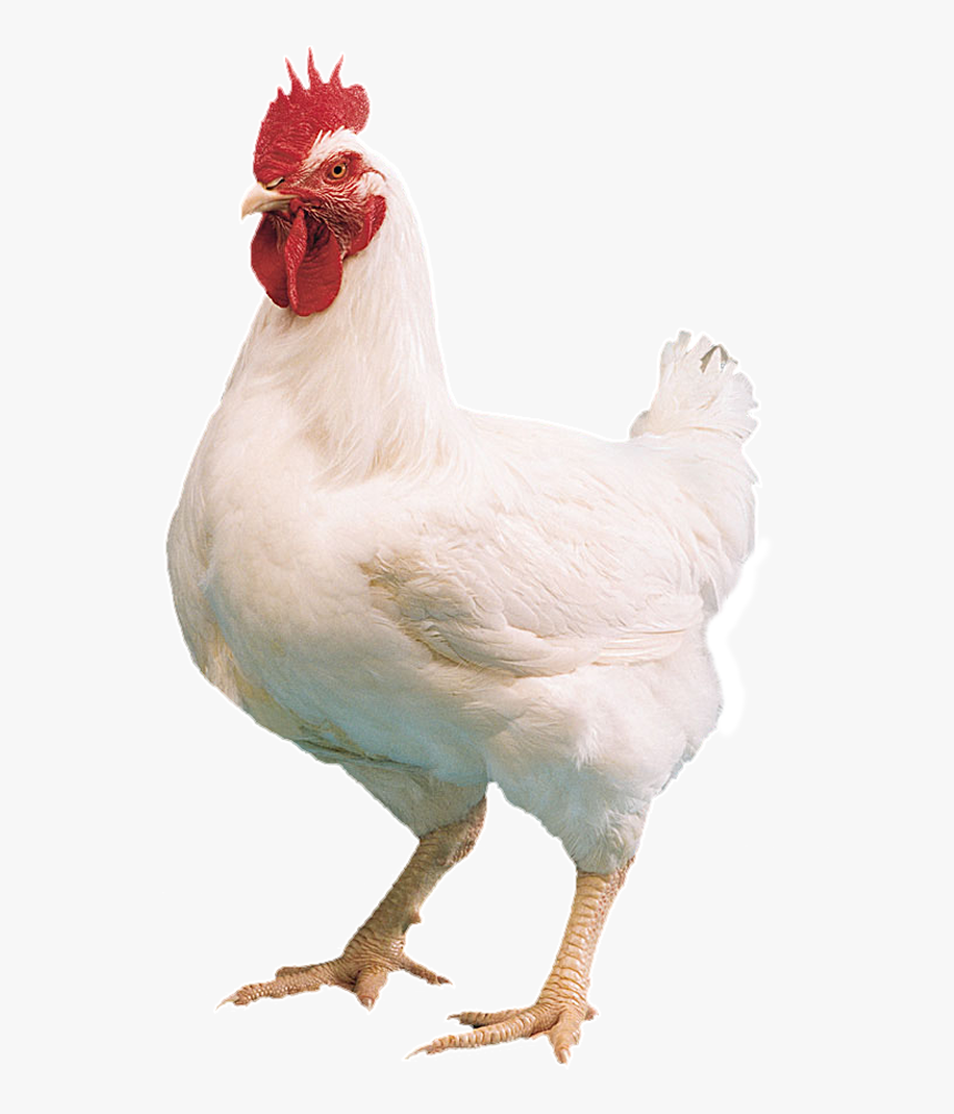 Transparent Chicken Png, Png Download, Free Download