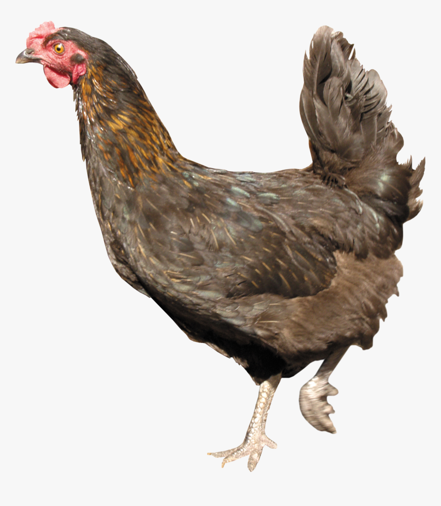 Hen Free Download Png - Chicken With Clear Background, Transparent Png, Free Download