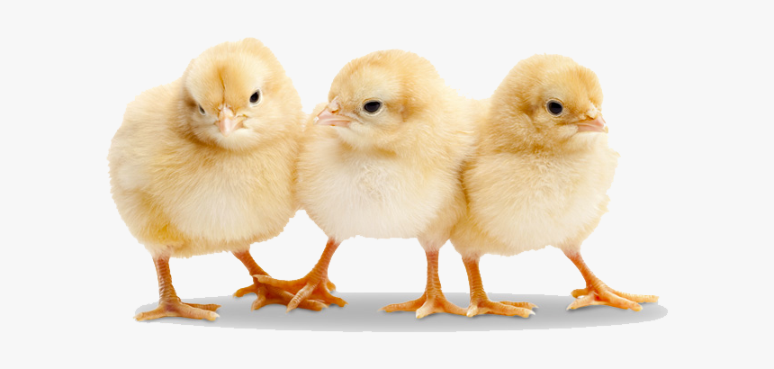 Baby Chicken Transparent Png - Baby Chicks Png, Png Download, Free Download