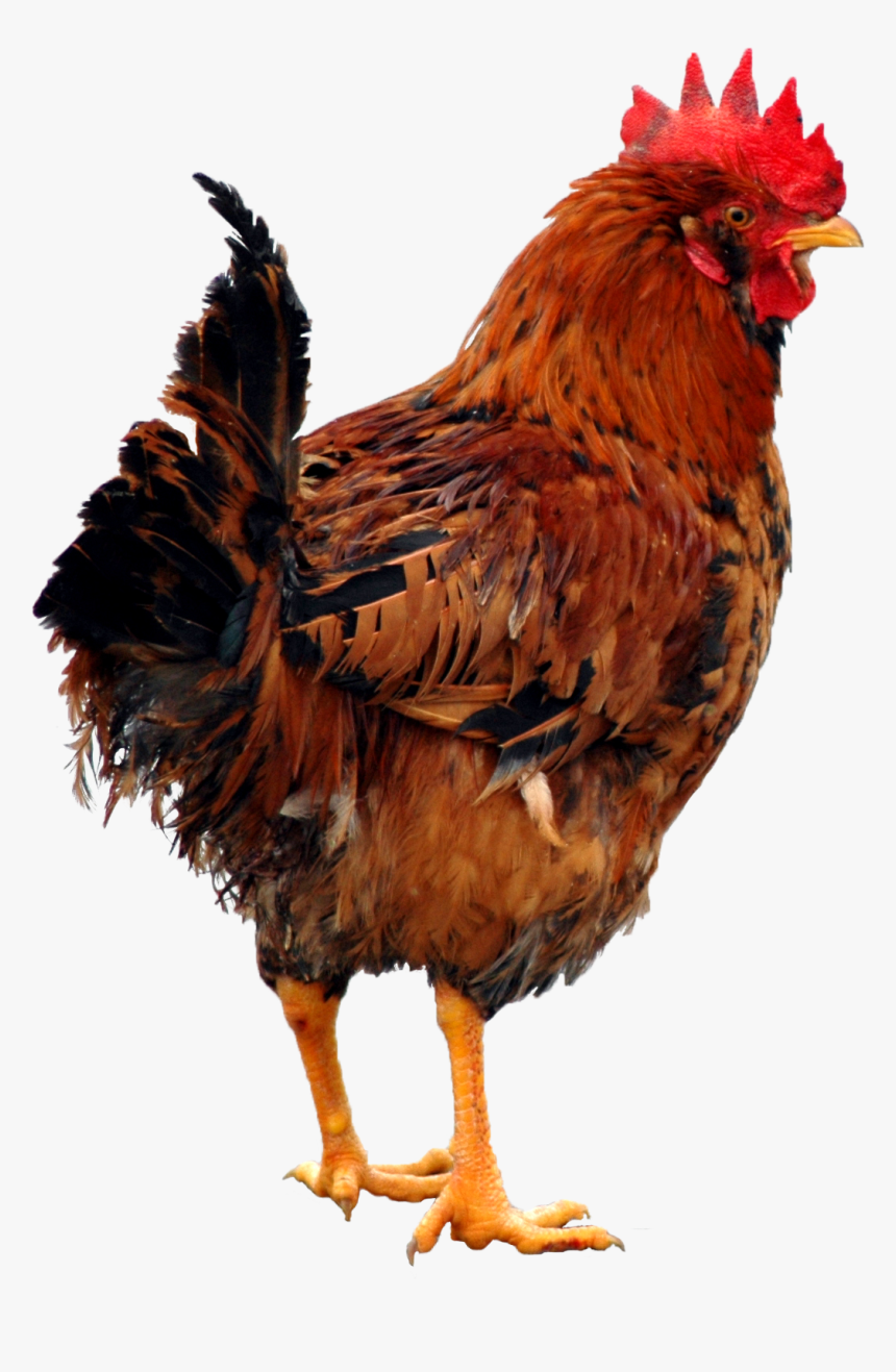 Download Chicken Png - Transparent Hen Png, Png Download, Free Download