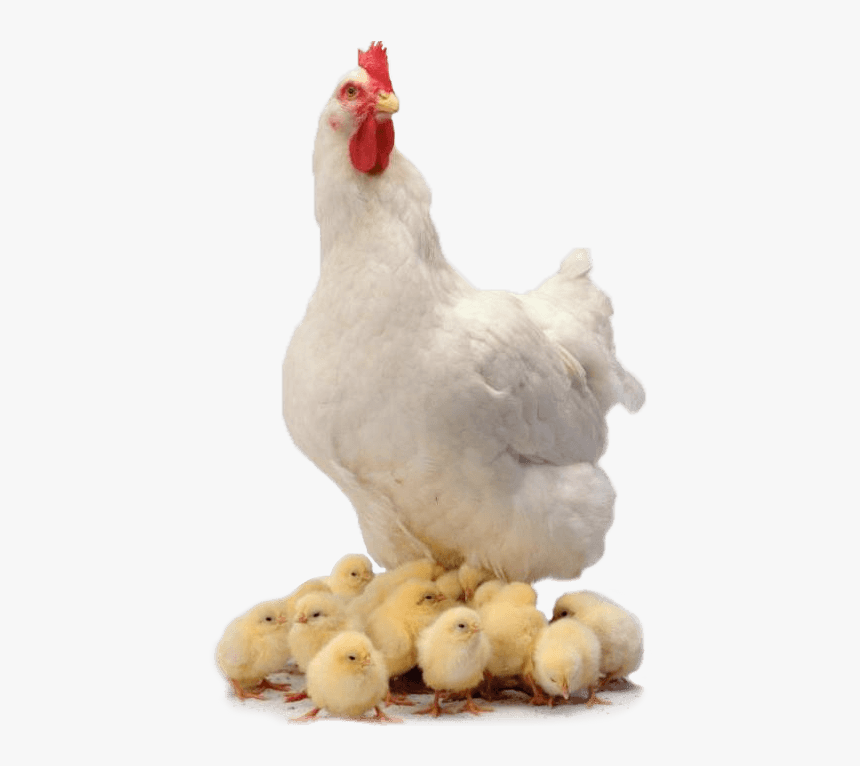 Chicken Family - Chickens Png, Transparent Png, Free Download