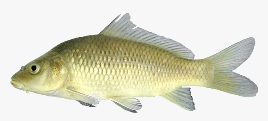 By Chad Thomas - Carp Fish With Whiskers, HD Png Download, Free Download