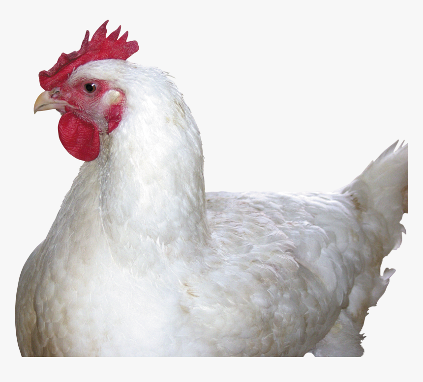 Chicken Png Image - Chicken Png, Transparent Png, Free Download