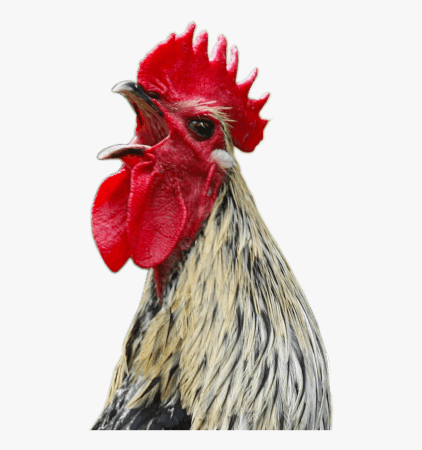Chicken Head Transparent Background, HD Png Download, Free Download