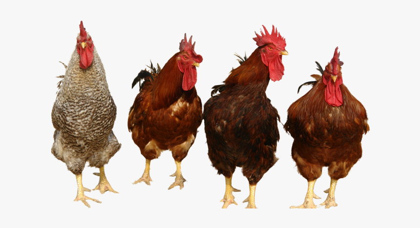 Download Chicken Png - Chickens Png, Transparent Png, Free Download
