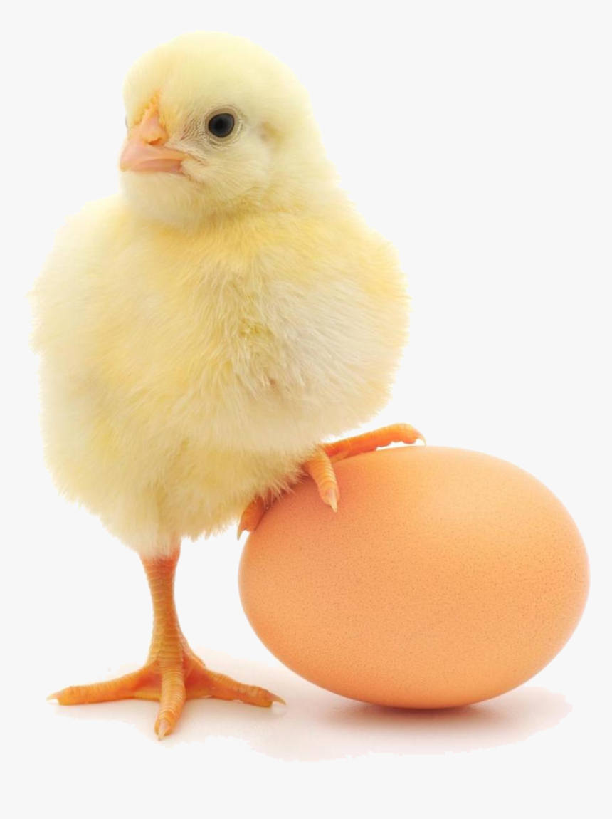 Baby Chicken Png - Chicken Standing On Egg, Transparent Png, Free Download