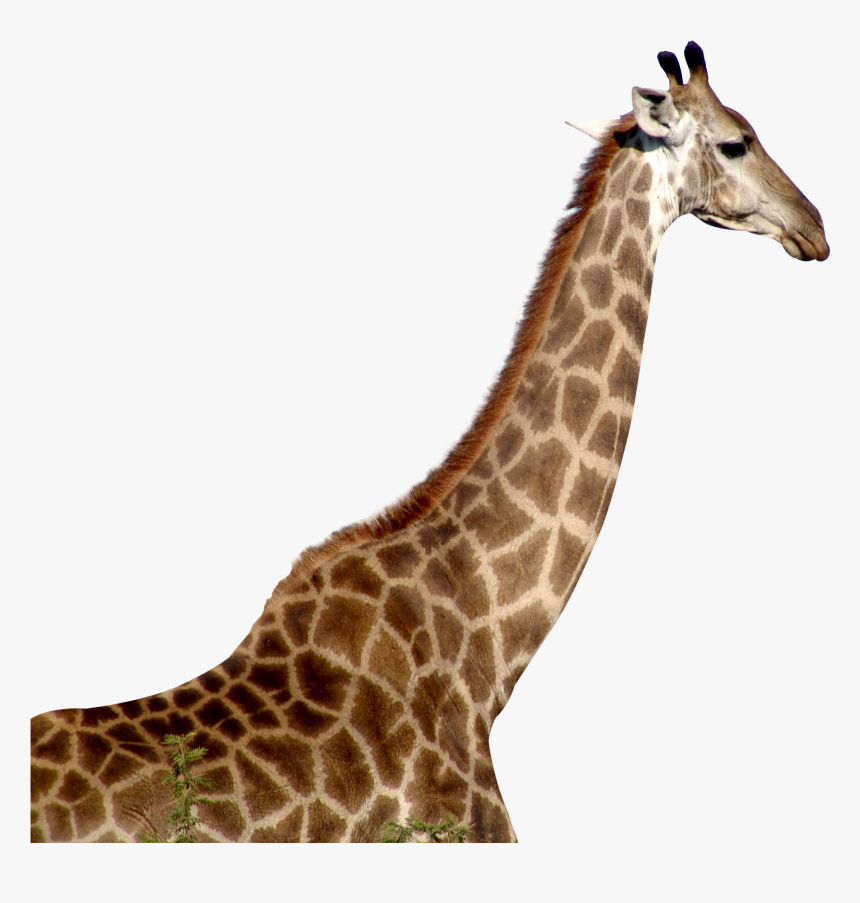 Giraffe Download Png - Giraffe Png, Transparent Png, Free Download