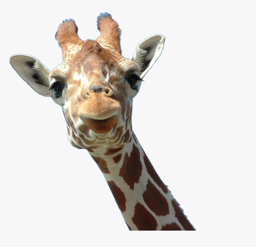 Giraffe Head Ossicone Horn Lamium Amplexicaule - Giraffe Head Png, Transparent Png, Free Download