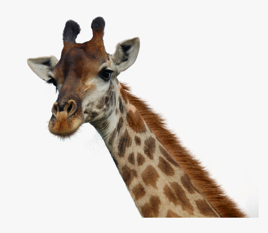 Giraffe Png Pic - Transparent Background Giraffe Head Png, Png Download, Free Download