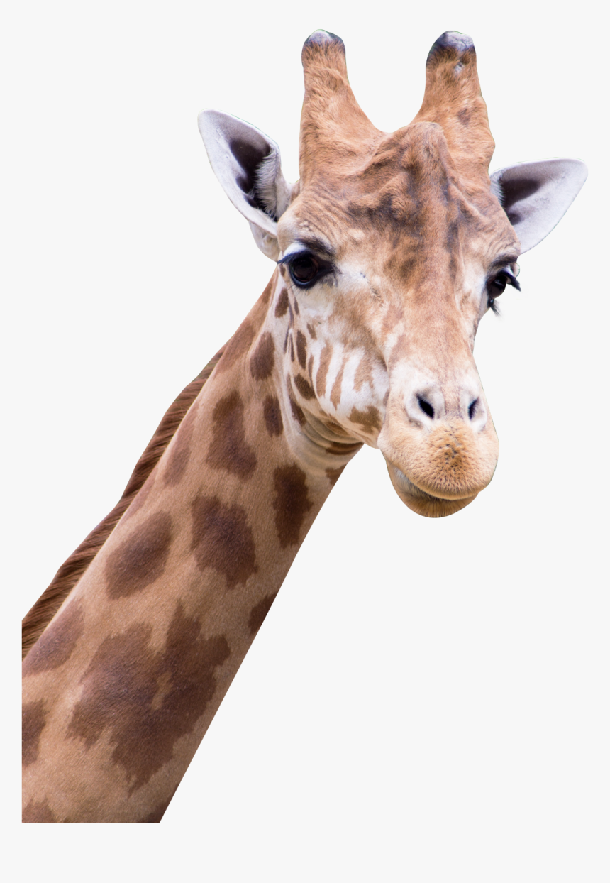 Giraffe Png Images - Amine Good For You, Transparent Png, Free Download