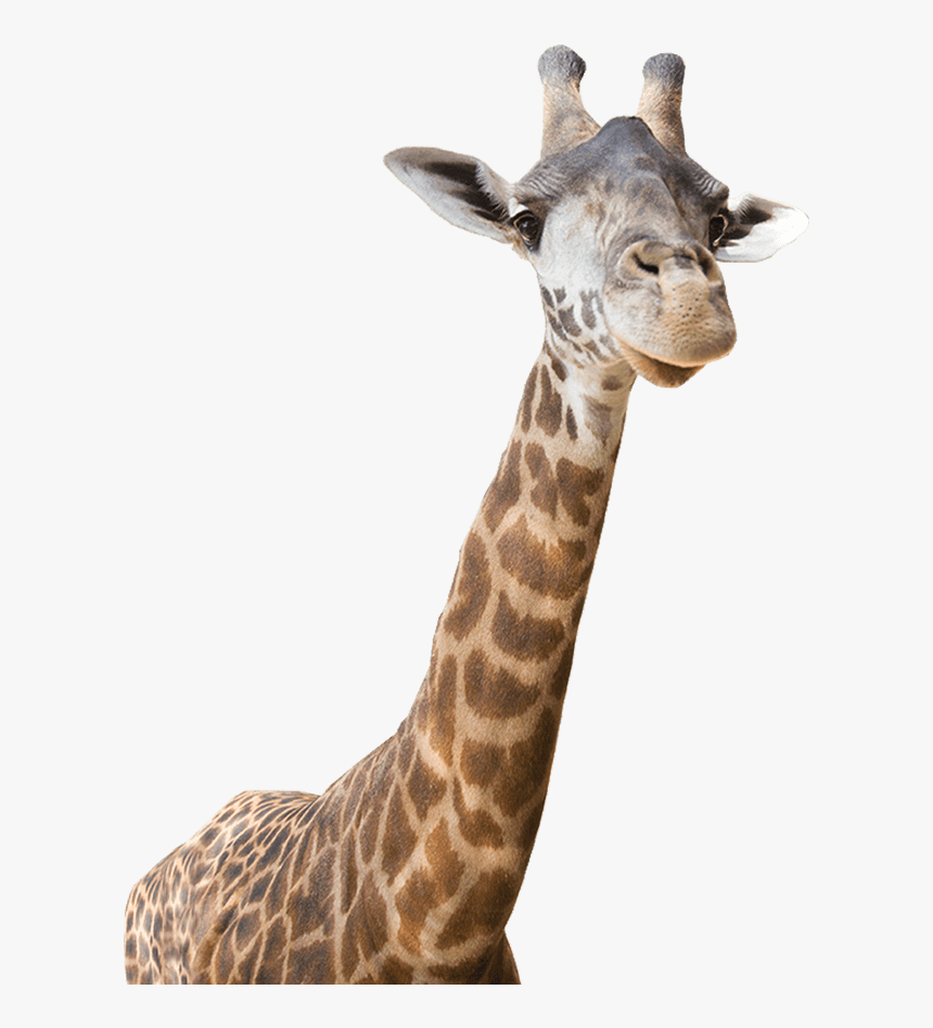 Giraffe,terrestrial - Real Zoo Animals Png, Transparent Png, Free Download