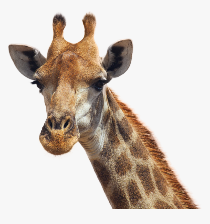 Giraffe Png Image - Giraffe Png, Transparent Png, Free Download