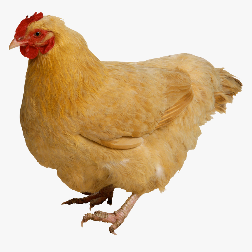 Chicken Png, Transparent Png, Free Download