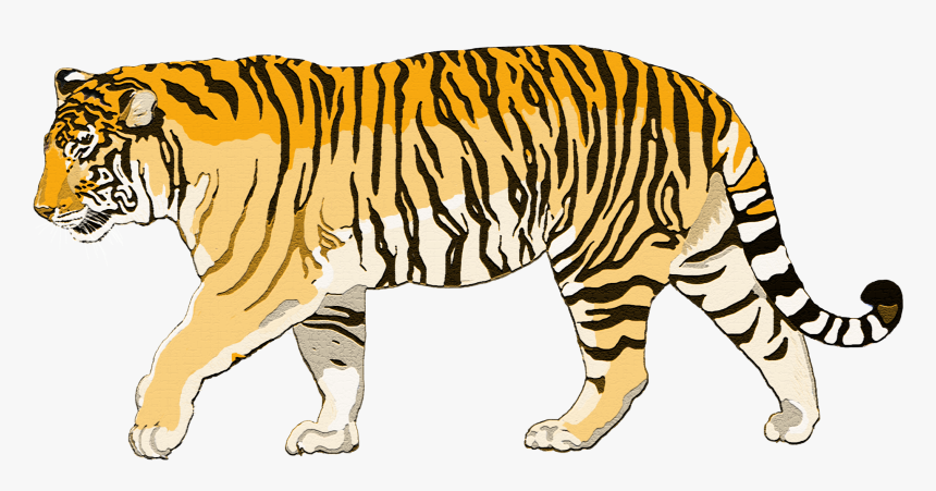 Walking Tiger Png Photo - Sumatran Tiger Png, Transparent Png, Free Download