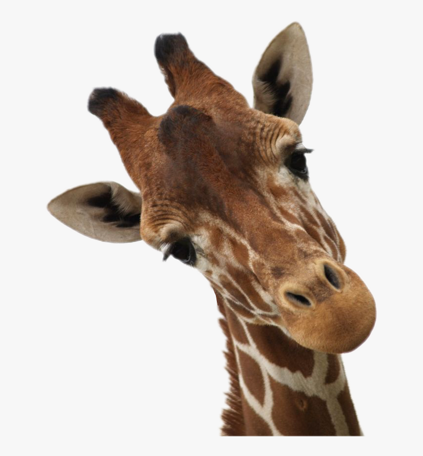 Giraffes Sticker Africa Animal - Baby Giraffe Close Up, HD Png Download, Free Download