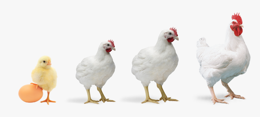 Transparent Chicken Feed Clipart - Broiler Chicken Png, Png Download, Free Download