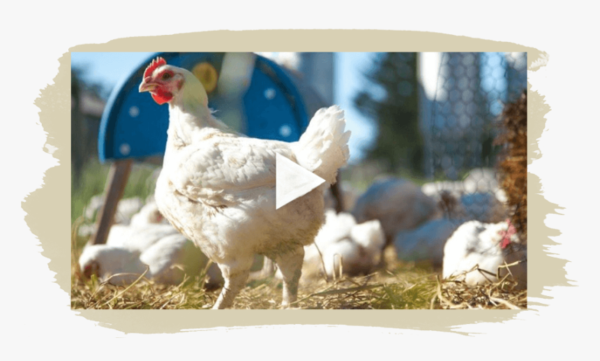 Video - Chicken Farms In Petaluma, HD Png Download, Free Download