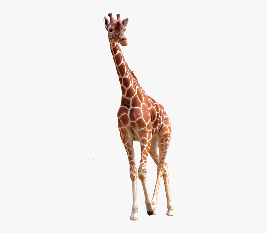 Giraffe Png Image Free Download Searchpng - Giraffe Image Free Download, Transparent Png, Free Download